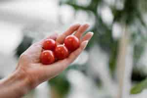 Kostenloses Foto frau, die kultivierte tomaten in ihrer hand hält