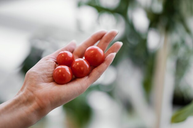 Frau, die kultivierte Tomaten in ihrer Hand hält