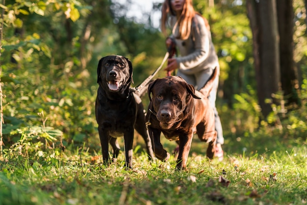 Frau, die Leine beim Gehen mit Hund im Park hält