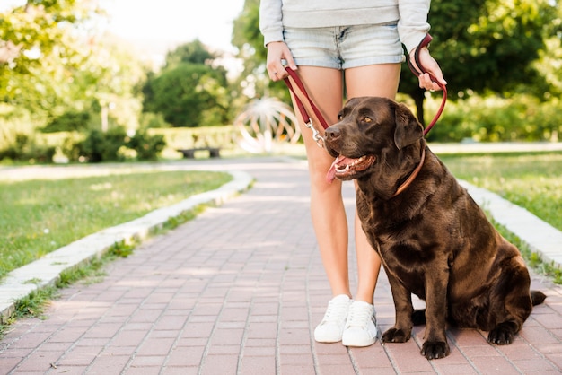 Frau, die mit ihrem Hund auf Gehweg im Garten steht