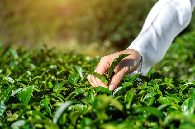 Frau, die Teeblätter von Hand in der Grünteefarm auswählt.