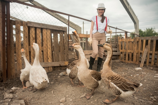 Frau, die um Gänsen auf einem Landwirt sich kümmert