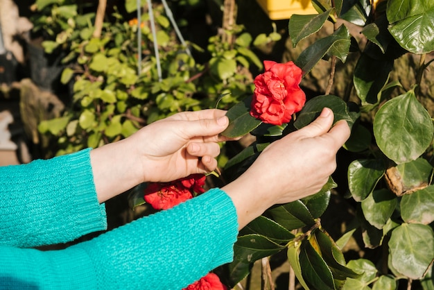 Frau, die um ihrem Garten sich kümmert