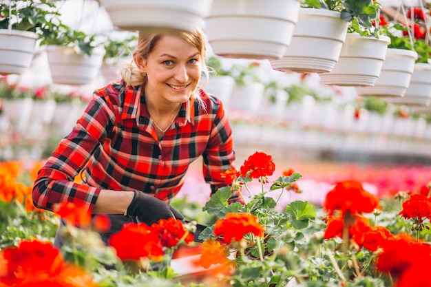 Frau gardner, die um Blumen in einem Gewächshaus sich kümmert