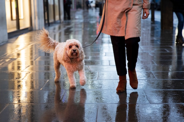 Frau geht mit ihrem Hund spazieren, während es regnet