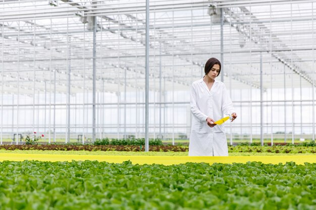 Frau in einer Laborrobe mit dem grünen Salat, der in einem Gewächshaus steht