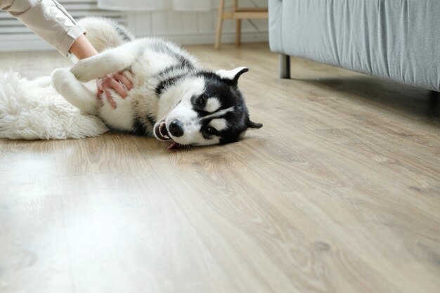 Frau mit Husky