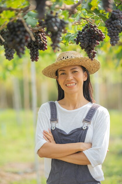 Frau mit Strohhut, die schwarze Trauben am Weinberg erntet.