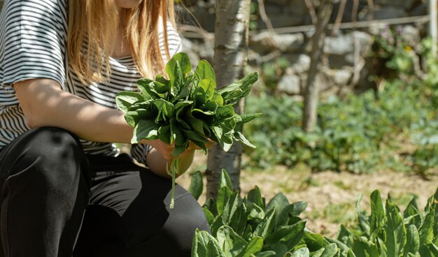 Frau pflückt Salatblätter im Gemüsegarten.