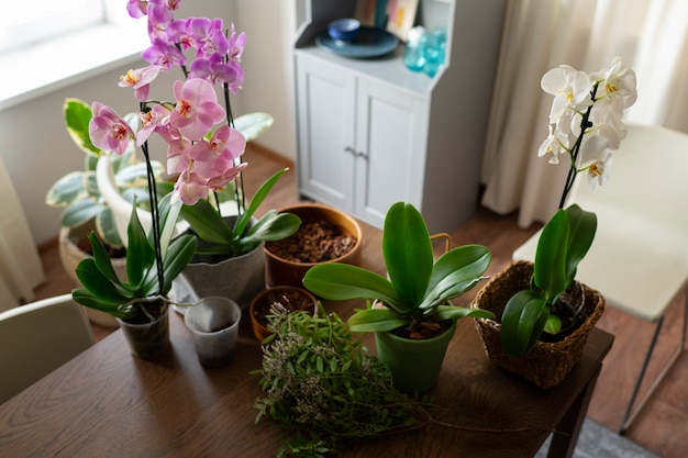 Kostenloses Foto frau schmückt ihr zuhause mit orchideen