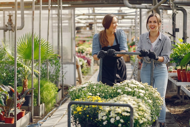 Frauen arbeiten in einem Gewächshaus mit einem Blumentopf