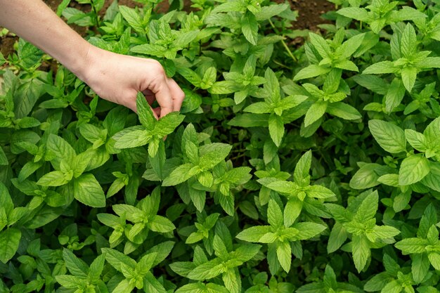 Frauenhand, die frische organische Minze im Garten berührt.