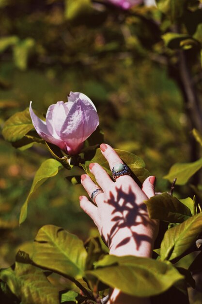 Frauenhand, die zu einer schönen rosa Blume in einem Wald reicht