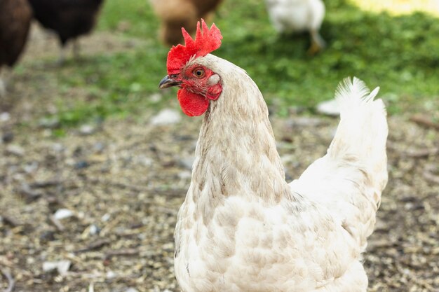 Freies weißes Huhn der Nahaufnahme am Bauernhof