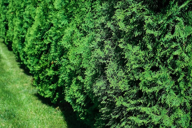 Frisch geschnittenes Gras und dekorative Arborvitae-Hecke auf einem gepflegten Rasen, selektiver Fokus mit geringer Schärfentiefe