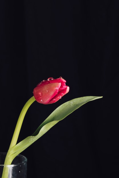 Frische aromatische rote Blume mit grünen Blättern im Tau im Vase