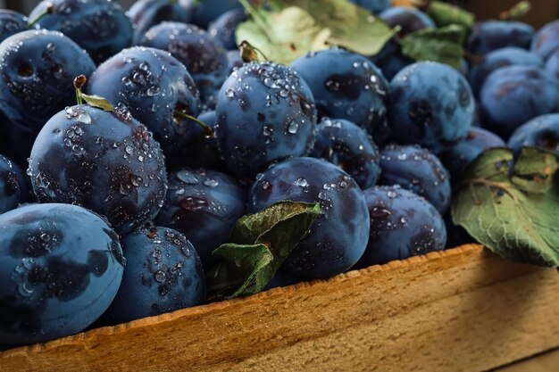 Frische Bio-Pflaumen in Wassertropfen in einer Holzkiste Nahaufnahme Selektiver Fokus geringe Schärfentiefe Foto einer schönen reifen Fruchtpflaume, die Pflaumen im Herbst Öko-Produkte vom Bauernhof erntet