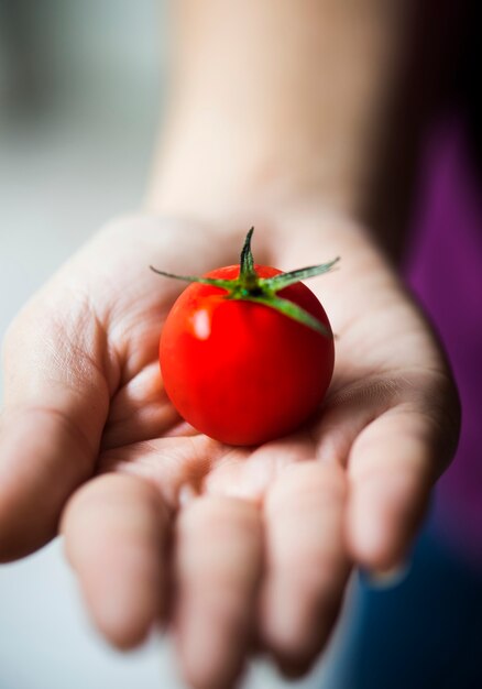 Frische Bio-Tomaten