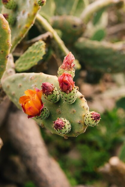 Frische Blume, die auf Kaktus wächst