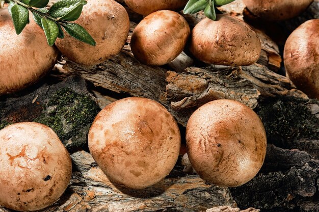 Frische Champignons auf natürlichem Hintergrund, Draufsicht. Königsbraune Pilze in Regentropfen. Die Idee, Bio-Lebensmittel anzubauen