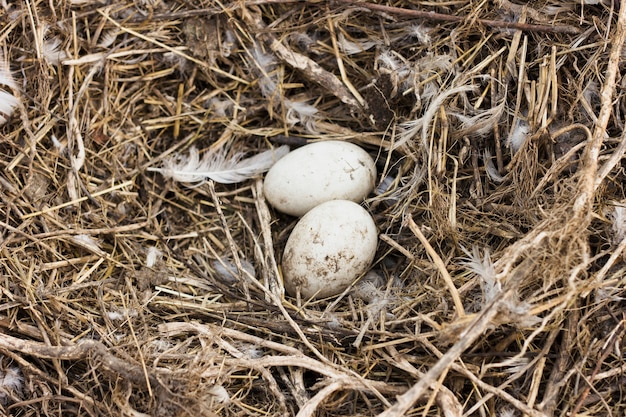 Frische Eier im Heu von den Hühnern am Bauernhof