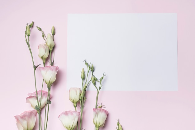 Kostenloses Foto frische eustomablumenzweige mit leerem papier gegen rosa hintergrund