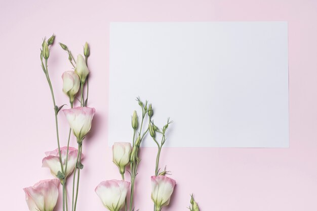 Frische Eustomablumenzweige mit leerem Papier gegen rosa Hintergrund