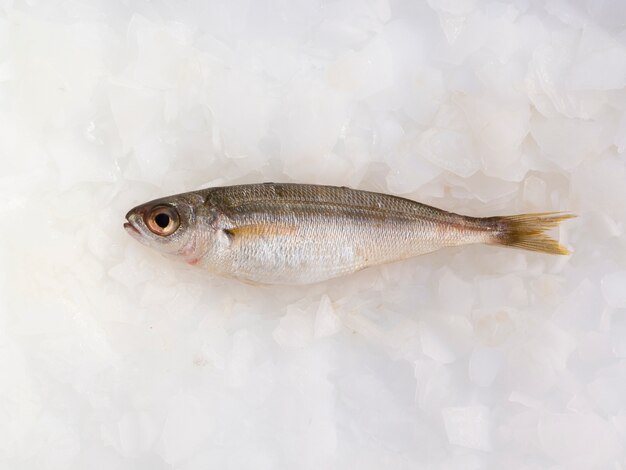 Frische Fische der Draufsicht auf Eiswürfeln