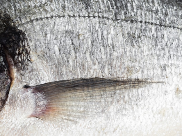 Frische Fischschuppen der Nahaufnahme mit Kiemen