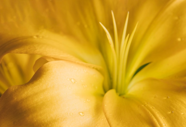 Frische gelbe Blütenblätter der Blume im Tau