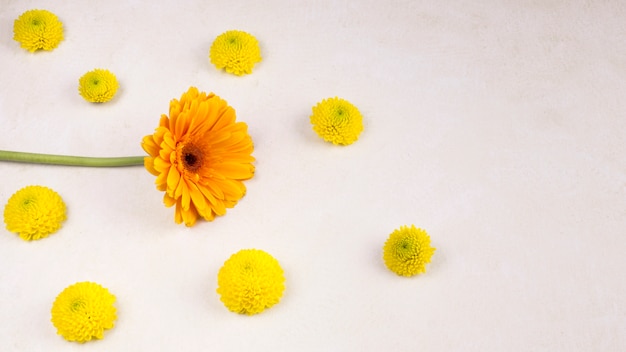 Kostenloses Foto frische gelbe blütenknospen und wunderbare blüte auf grünem stamm