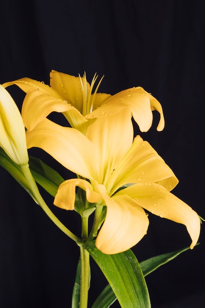 Frische gelbe Blumen und grünes Laub im Tau