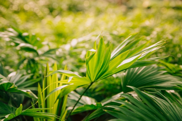 Frische grüne Blätter im Garten