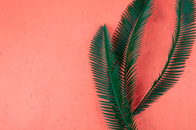 Frische grüne Palmblätter auf korallenrotem strukturiertem Hintergrund