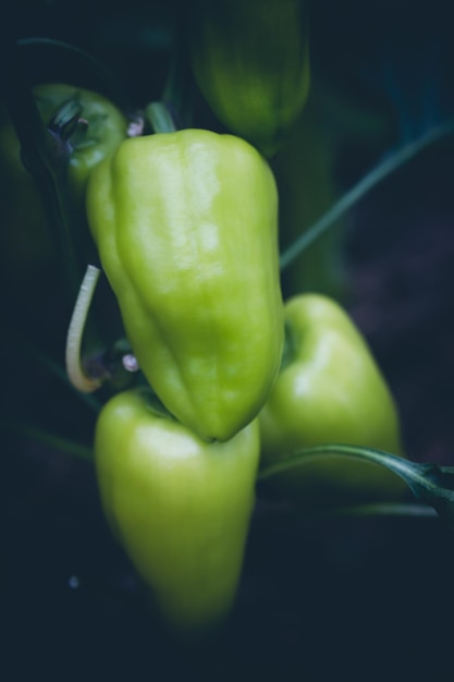 Frische grüne Paprika