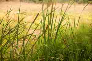 Kostenloses Foto frische morgen tau auf frühling gras, natürlichen hintergrund - closeup