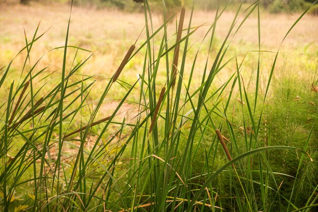 Frische Morgen Tau auf Frühling Gras, natürlichen Hintergrund - closeup