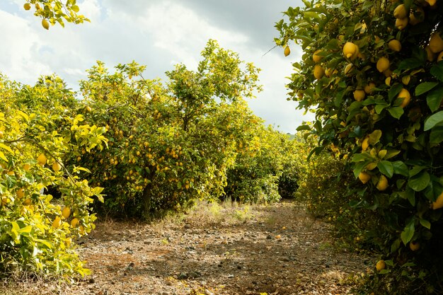 Frische Orangenbäume geerntet