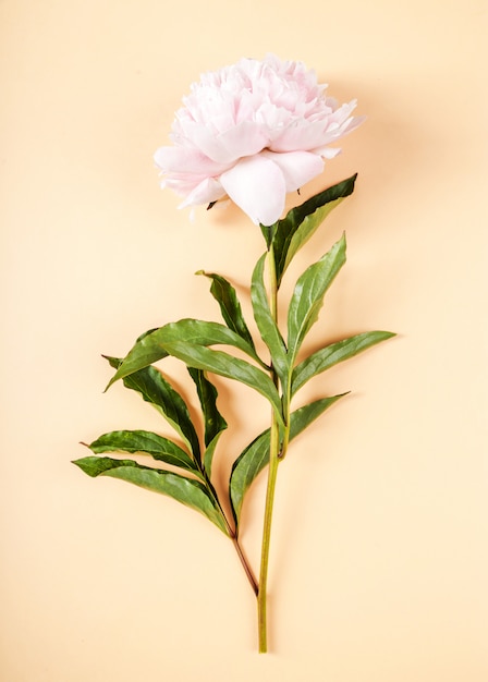 Kostenloses Foto frische schöne pfingstrosenblume