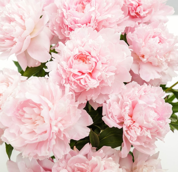 Kostenloses Foto frische schöne pfingstrosenblumen