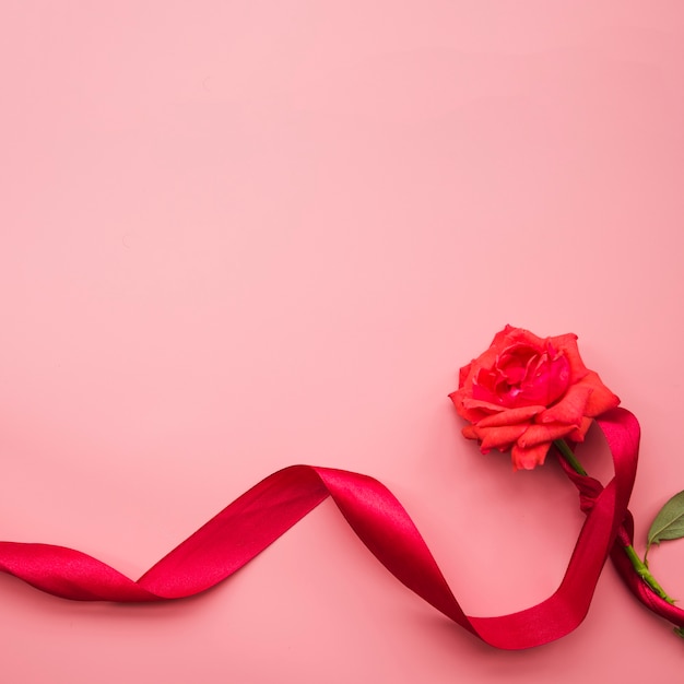 Frische schöne Rose gebunden mit rotem Satinband auf rosa Hintergrund
