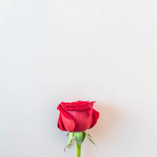 Frische schöne rote Rose