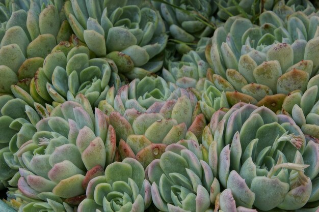 Frische Sukkulenten in einem Garten