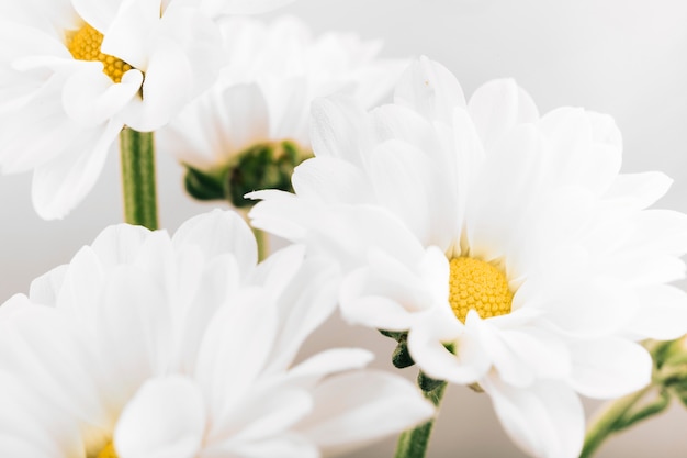 Frische weiße Blume auf Pflanze