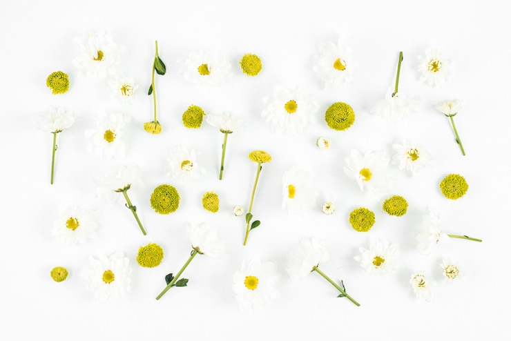 Kostenlose Foto frische weiße blumen auf weißem hintergrund