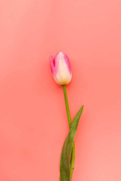 Frische zerbrechliche rosa und weiße Tulpe