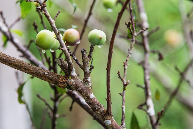 Frischer chinesischer Pfirsich auf seinem Baum