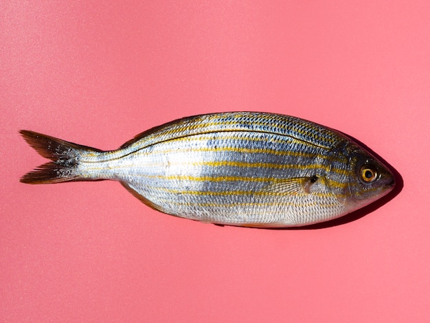 Kostenloses Foto frischer fisch der nahaufnahme mit kiemen