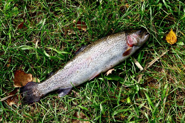 frischer Fisch Lachs im Freien