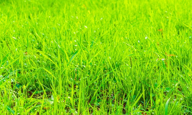 Frischer Frühling grünes Gras